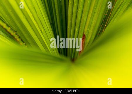 Macro view of bright green palm leaf surface showing strong vertical veins, texture, and abstract lines with subtle water droplets. Stock Photo