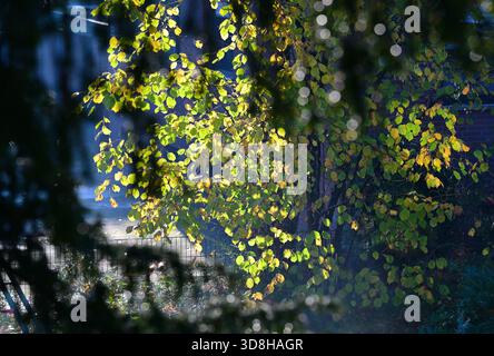 Colorful hazelnut bush in the morning sunlight Stock Photo