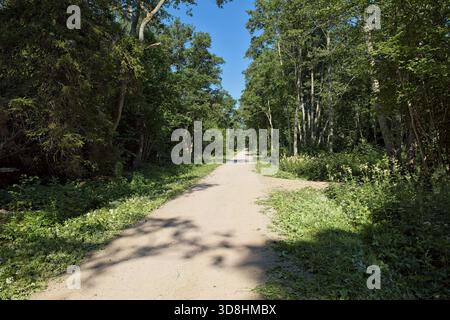 Scenic dirt path winding through a lush green forest on a sunny summer day, Abruka, Saaremaa, Estonia. Stock Photo