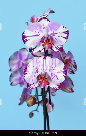 Close up of two colored purple and white flower of 'Phalaenopsis Magic Art' orchid on blue background Stock Photo