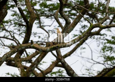 A solitary Indian pond heron perched on a tree branch, captured from a low angle on an overcast day. A serene, natural wildlife scene ideal for nature Stock Photo
