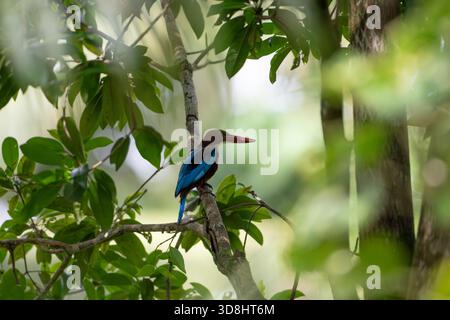 Profile view of a lone White-Throated Kingfisher quietly perched on a branch in the shadows of dense foliage, showcasing its colorful plumage and natu Stock Photo