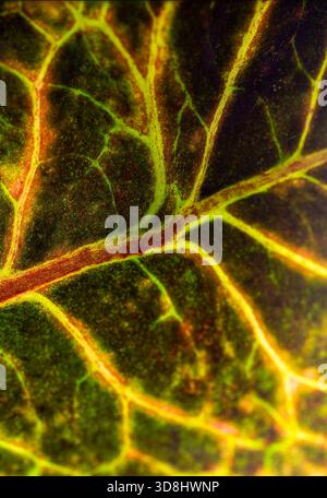 Saturated, vertical texture featuring the vibrant, illuminated pathways of plant life. A dynamic background for themes of connectivity, health, and or Stock Photo