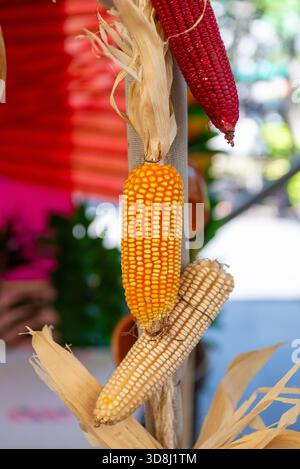 Corn cobs of different colors hung as decoration. Yellow, red, and white varieties are displayed with their dried leaves. Stock Photo