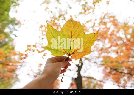 A woman holds up a sugar maple leaf against changing autumn trees Stock Photo