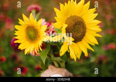 Sunflowers held in hand in front of other flowers Stock Photo