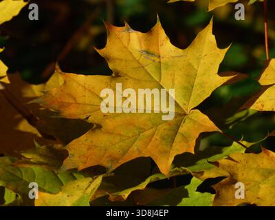 Bright Yellow Maple Leaf in Autumn Sunlight Stock Photo