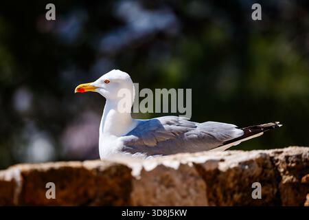 Seagull Resting on a Stone Wall in Denia Stock Photo