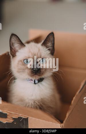 Siamese kitten in a brown box Stock Photo