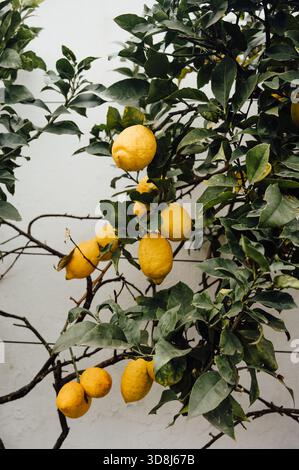Ripe lemons on green branches against white wall, Porto, Portugal Stock Photo
