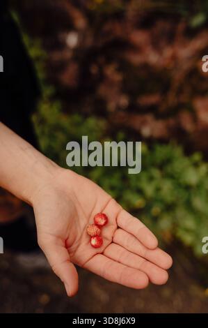 Hand holding freshly picked wild strawberries in Bad Hindelang Stock Photo