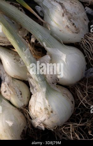 Freshly harvested spring onions on allotment table Stock Photo