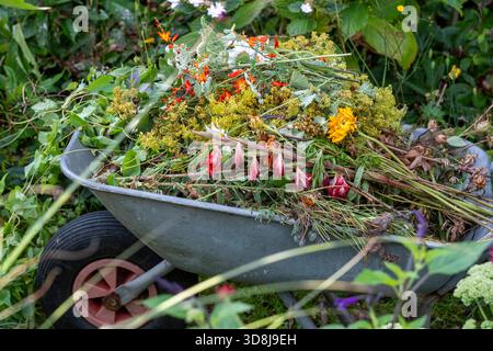 Garden tidying, wheelbarrow filled with dead heads and weeding Stock Photo