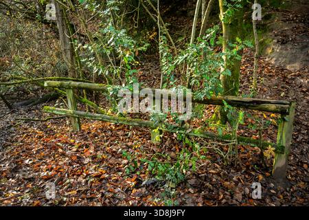 Autumn colours of leaves of the forest floor with an old rustic fence covered in moss. Stock Photo