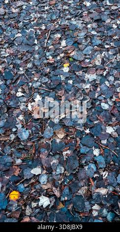 Fallen autumn leaves creating a dense, natural carpet on the woodland ground, showing varying shades of brown, blue, and grey with hints of decay and Stock Photo