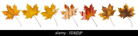 Autumn maple leaves set isolated on white. Fall colored foliage. Yellow red and brown leaves with brown spots. Stock Photo