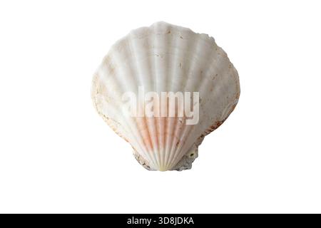 White scallop seashell with subtle pink tones isolated on white. Ideal for beach, ocean, nature, and coastal-themed designs. Stock Photo