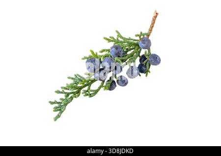 Fresh juniper branch with blue berries isolated on white. Ideal for botanical, herbal, forest, natural, and culinary design projects. Stock Photo