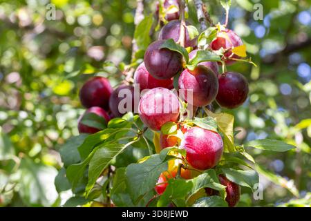 Close up of wild, British cherry plums growing on a tree branch in dappled summer sunlight, in July. Stock Photo