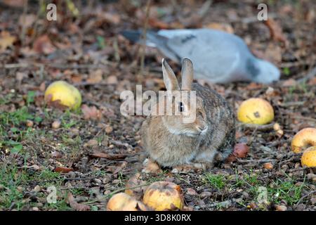 Rabbit Oryctolagus cunniculus, grey brown fur winter coat long ears large brown eyes small white tail longer back legs in woodland bird hide Stock Photo