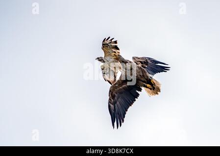 Mice Bussard attacks the eagle Stock Photo