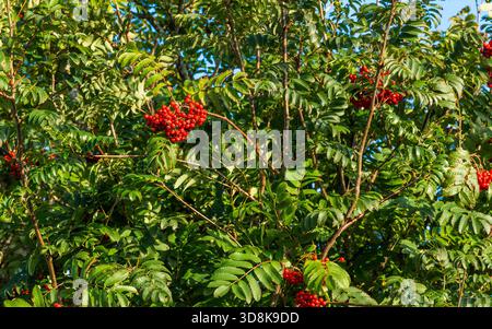 A rowan trees (Sorbus aucuparia) with abundant red berries in August, Beara Peninsula, County Cork, Ireland Stock Photo