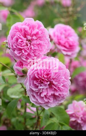 Pink English Shrub Roses Double Pink Rose in an English garden Stock Photo - Alamy