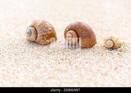 Closeup of sea snail shell on white sand on the beach, Sumba island, Indonesia Stock Photo