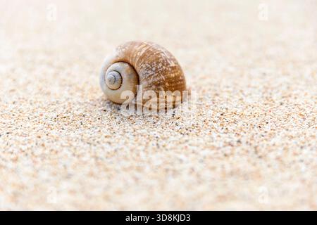 Closeup of sea snail shell on white sand on the beach, Sumba island, Indonesia Stock Photo