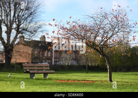Park bench in autumn Stock Photo
