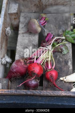 Fresh beetroot Stock Photo