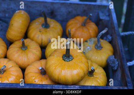Little pumpkins in wooden box Stock Photo