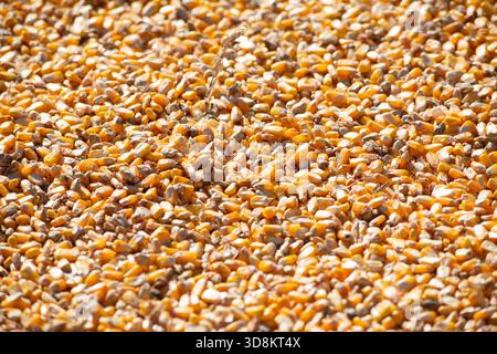 Yellow Maize Corn Seeds Stock Photo