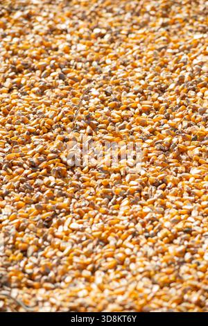 Yellow Maize Corn Seeds Stock Photo