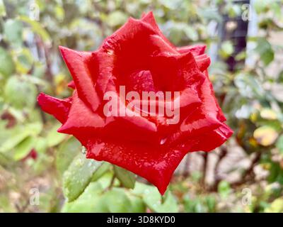 Rain drops on a red rose Stock Photo