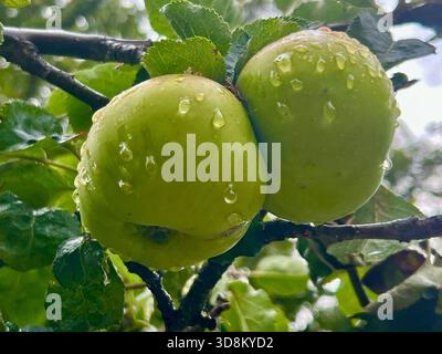 Rain drops on Apples on an apple tree North Yorkshire Stock Photo