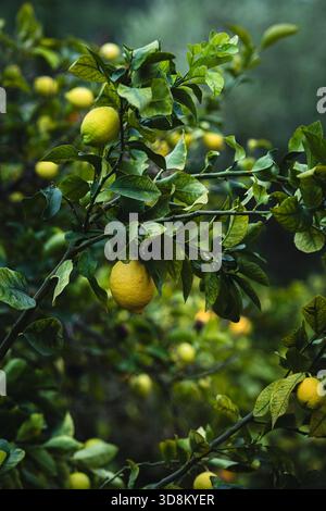 Ripe lemons hang from the branches of a Majorcan citrus grove, soaking up the Mediterranean sun. Stock Photo
