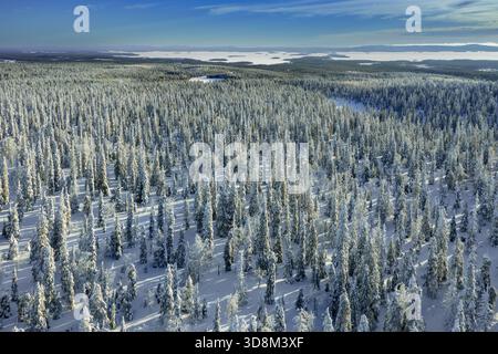 Aerial view over snow covered spruce trees on the taiga in winter, Riisitunturi National Park, Finnish Lapland, Posio, Koillismaa, Finland Stock Photo
