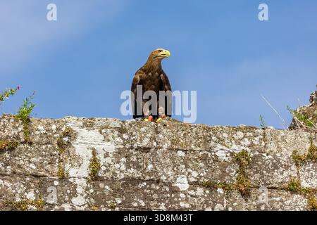 White-tailed Sea Eagle (Haliaeetus albicilla) perched on ancient stone wall of Raglan Castle Stock Photo