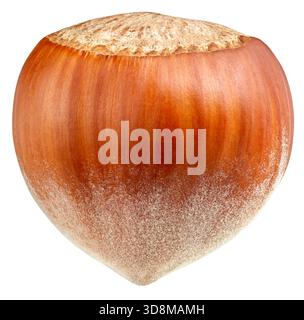 Hazelnut isolated on white background. Hazelnut Clipping Path. Hazelnut fruits. Stock Photo