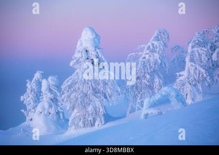 Trees with crown snow load on a cold winter evening after sunset in Finnish taiga forest near Kuusamo, Northern Finland, Europe Stock Photo