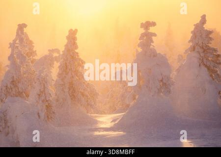View of snowy and foggy wintery forest with snow covered trees seen during colorful sunset in Kuusamo, Finland, Northern Europe Stock Photo