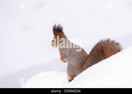 Cute and curious red squirrel, Sciurus vulgaris, sitting in the snow on a cold winter day in Finnish nature and eating a nut Stock Photo