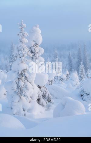Calm winter morning in snowy forest in Northern Finland Stock Photo
