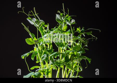 Pea microgreens on black background, close up. Seed germination at home. Sprouting microgreens. Vegan and healthy eating concept. Organic food Stock Photo