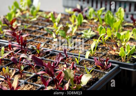 Red and green young early stage vegetable, lettuce or salad seedlings growing in a grid of small plastic cells in trays in a bright sunny greenhouse Stock Photo