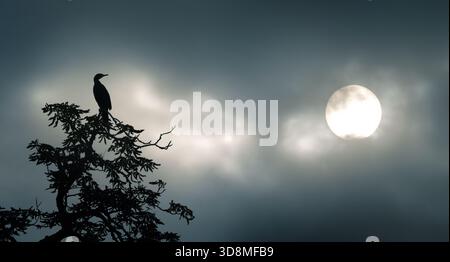 Dramatic scenery with the silhouette of a bird on top of a tree and the sun disc visible behind dramatic dark clouds Stock Photo