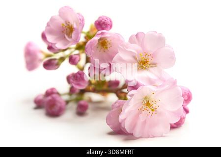Closeup of beautiful delicate pink cherry blossoms in spring, studio isolated with slight shadows on pure white Stock Photo
