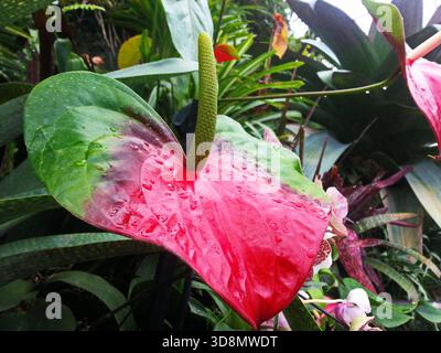 A vibrant red anthurium blossom, glistening with morning dew, emerges elegantly from lush tropical foliage, embodying serene natural beauty in a... Stock Photo