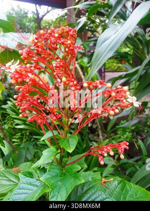 Vibrant red flowering plant with lush buds and green foliage contrasting tropical backdrop, evoking freshness and natural beauty. Stock Photo